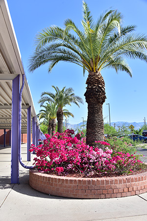 Outside of University High School, palm tree, and flowers